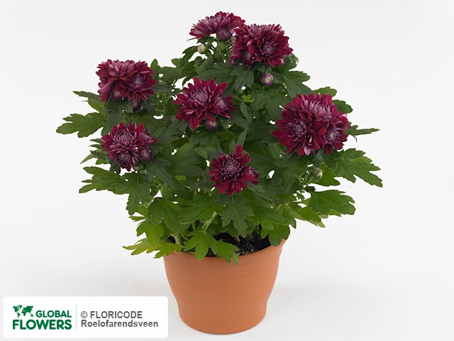 Photo Chrysanthemum (Indicum Grp) Mount Cameron.