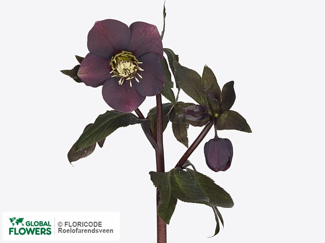 На фото Морозник восточный "Queens Black" Морозник восточный "Queens Black"