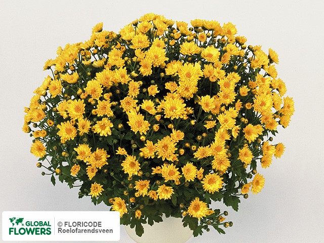 Photo Chrysanthemum (Indicum Grp) 'Casablanca Geel'.