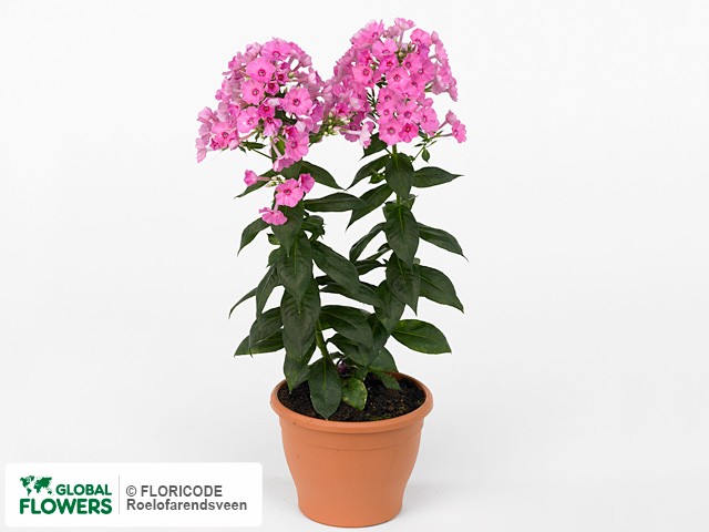 Фото вида Флокс метельчатый "Pink Red Eye Flame".