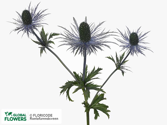 Photo Eryngium alpinum 'Metal Jack'.