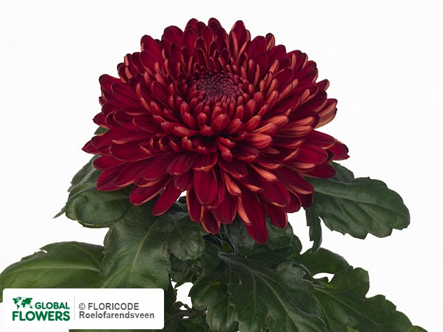 Photo Chrysanthemum (Indicum Grp) geplozen 'Sheer Red'.