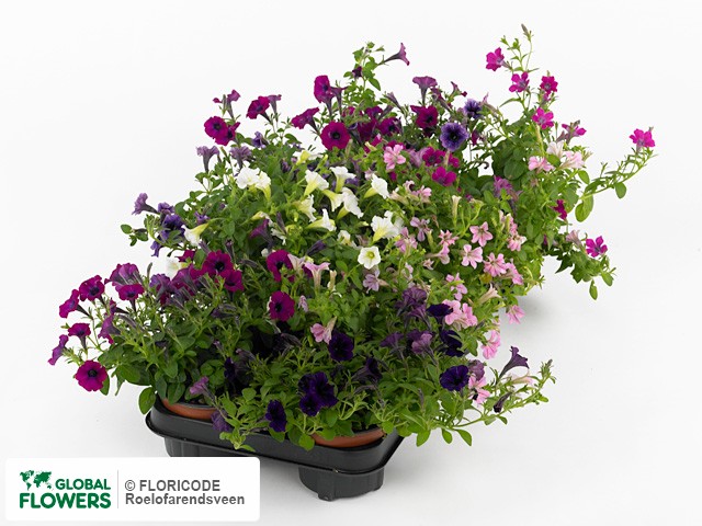 Фото вида Петуния "Littletunia Gemengd".