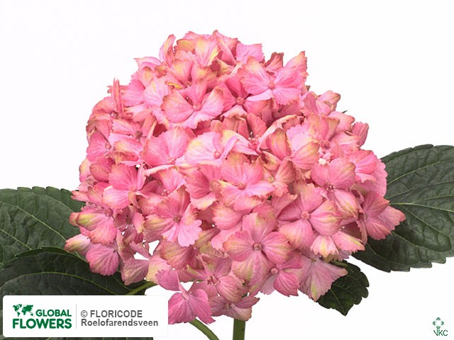 Photo Hydrangea macrophylla 'Fantasia' (roze).