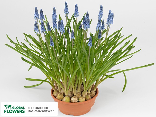 Muscari — photo of varieties and species | Global Flowers