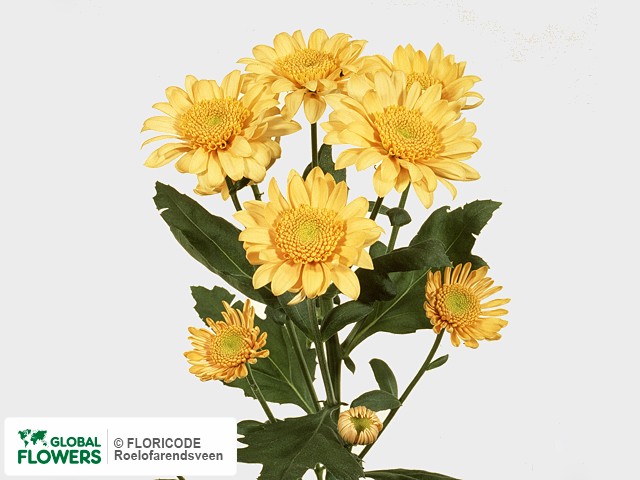 Photo Chrysanthemum (Indicum Grp) tros Mundial Apricot.