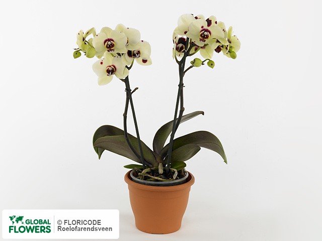 Фаленопсис "Multifloratypes Floriclone Sabine"