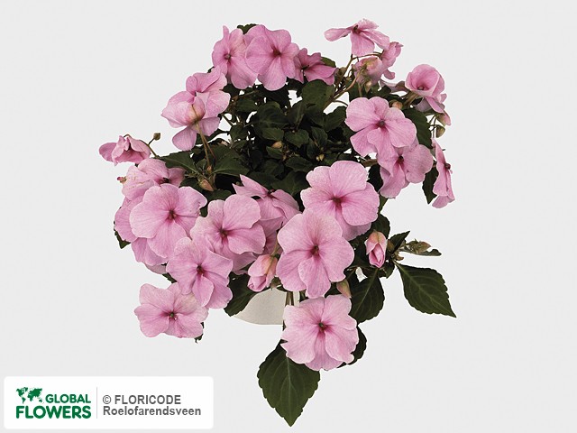 Фото вида Недотрога Уоллера "Deco Pink".