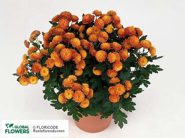 Photo Chrysanthemum (Indicum Grp) 'Bronia Dark Red'.