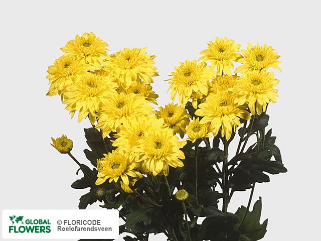 Photo Chrysanthemum (Indicum Grp) tros 'Beppie Geel'.