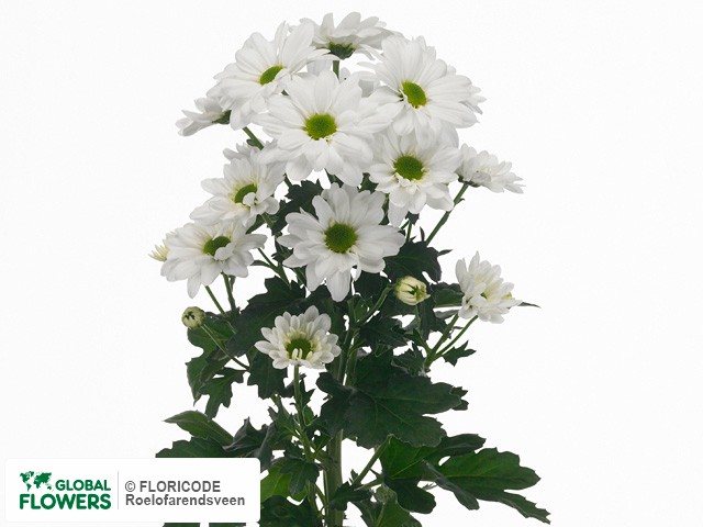 Photo Chrysanthemum (Indicum Grp) tros Snowflake.