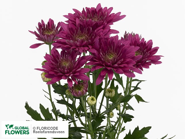 Photo Chrysanthemum (Indicum Grp) tros Purple Rain.
