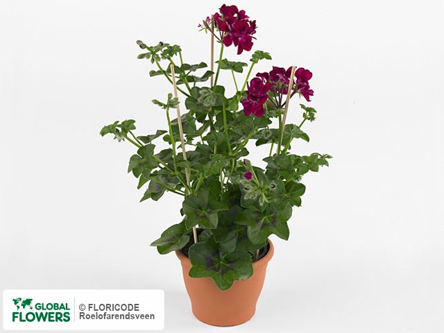 Фото вида Пеларгония плющелистная "Enkel Grandeur Ivy Burgundy".