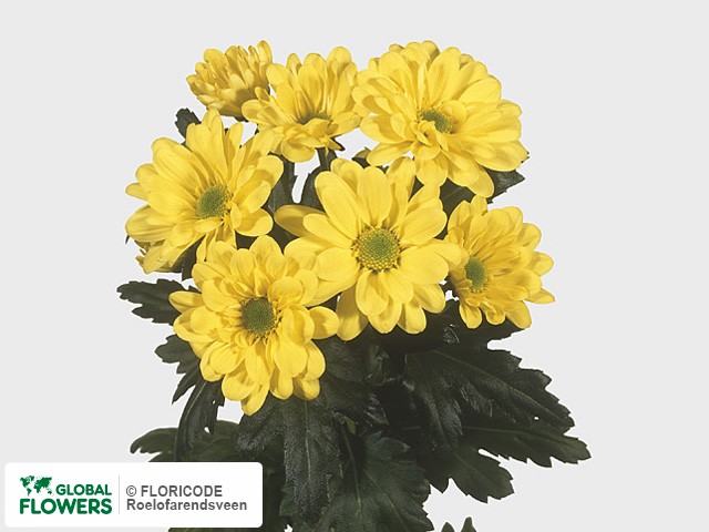 Photo Chrysanthemum (Indicum Grp) tros Reagan Yellow.