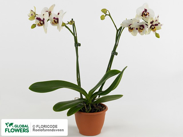 Photo Phalaenopsis Anthura Bilbao.