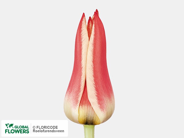 Photo Tulipa (Greigii Grp) 'Pinocchio'.