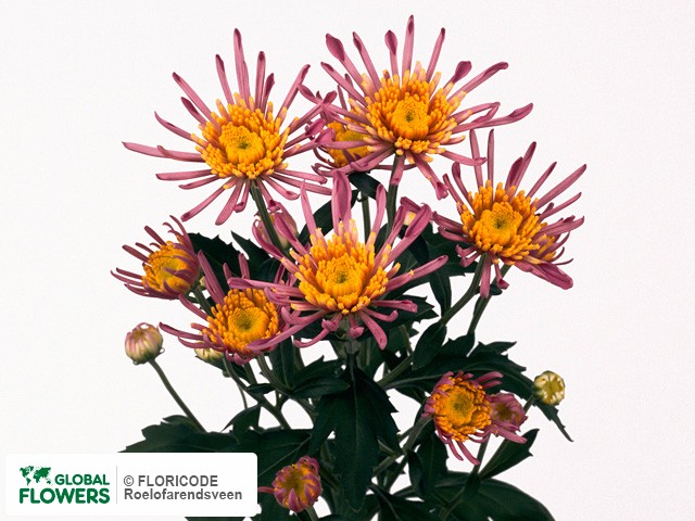 Photo Chrysanthemum (Indicum Grp) tros Sabrina.