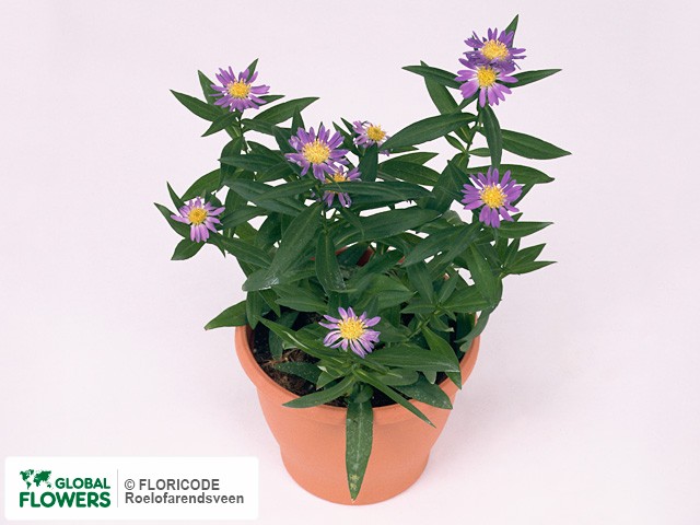 Photo Aster Crown Dynasty.