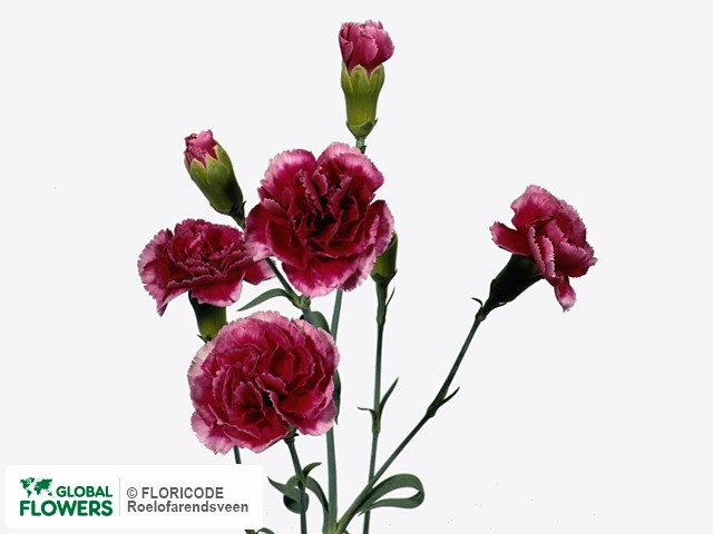 Photo Dianthus tros 'Tessino'.