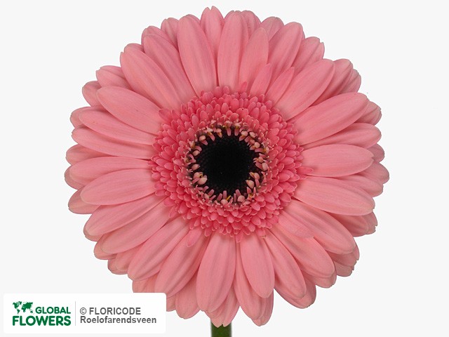 Photo Gerbera mini 'Petticoat'.