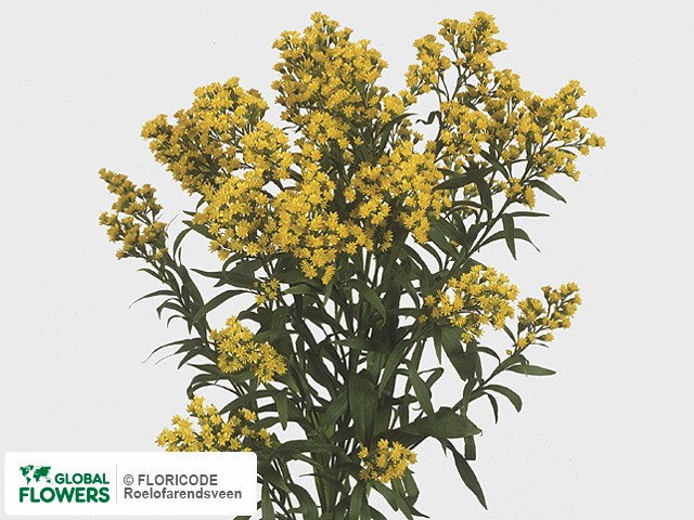Photo Solidago 'Golden Top'.