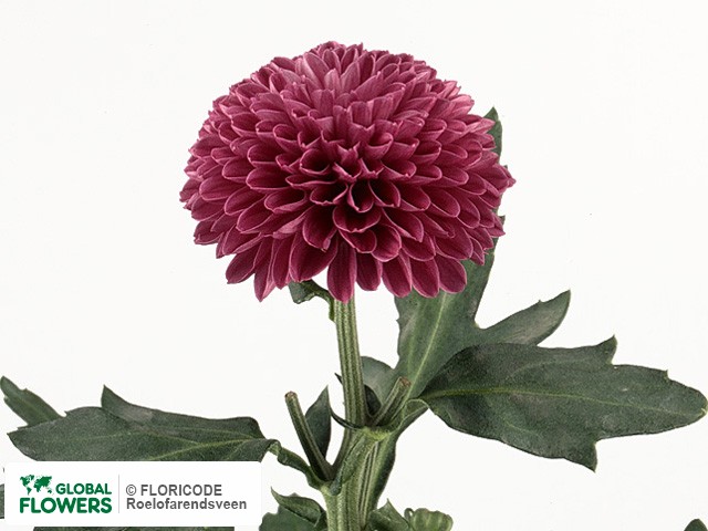 Photo Chrysanthemum (Indicum Grp) geplozen 'Lollipop Purple'.