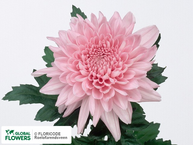 Photo Chrysanthemum (Indicum Grp) geplozen 'Resomee'.