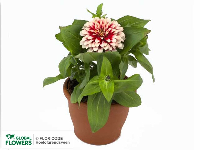 Фото вида Цинния изящная "Swizzle Cherry & Ivory".