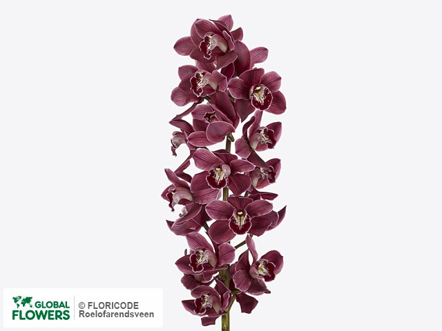 Цимбидиум крупноцветковый "Blazing Pontac Deep Purple"