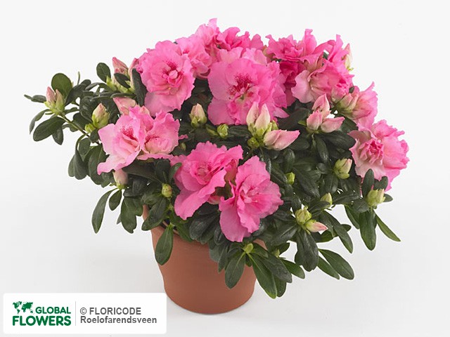 Photo Rhododendron (Simsii Grp) 'Sister Jo' | Global Flowers