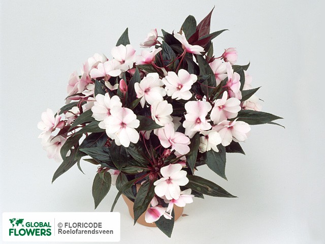 Фото вида Недотрога Новая Гвинея "Tamarinda Light Pink".
