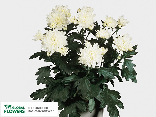 Photo Chrysanthemum (Indicum Grp) 'Surf'.