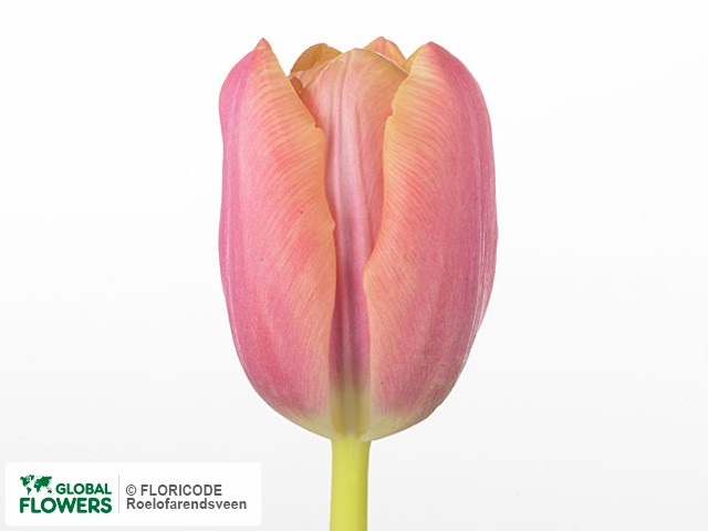 Photo Tulipa (Triumph Grp) 'Svetlana'.