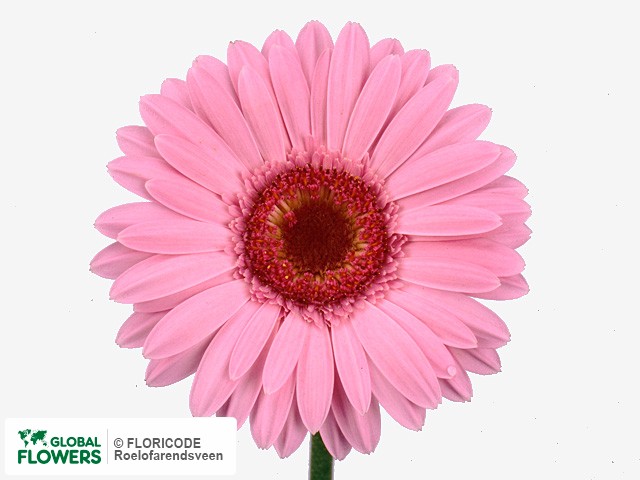 Photo Gerbera mini 'Callisto'.