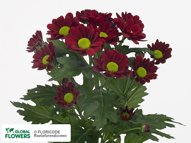 Photo Chrysanthemum (Indicum Grp) tros santini Red Alert.