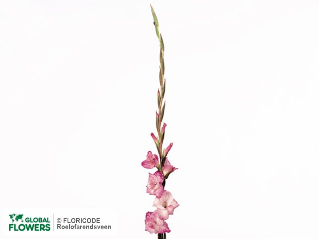 Фото вида Гладиолус "Small-flowered Grp Reve Damour".