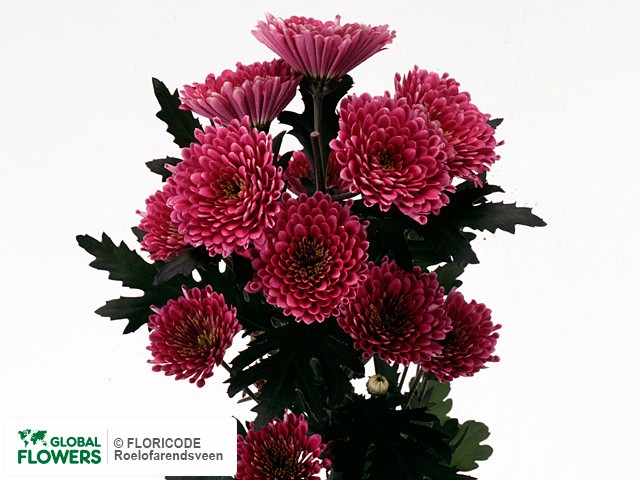 Photo Chrysanthemum (Indicum Grp) tros Sizzle Pink.