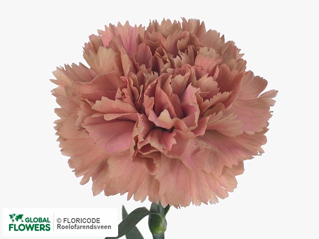 Photo Dianthus standaard Ouverture.