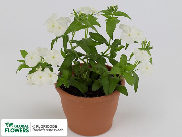 Фото вида Флокс пятнистый "Phloxy Lady White".