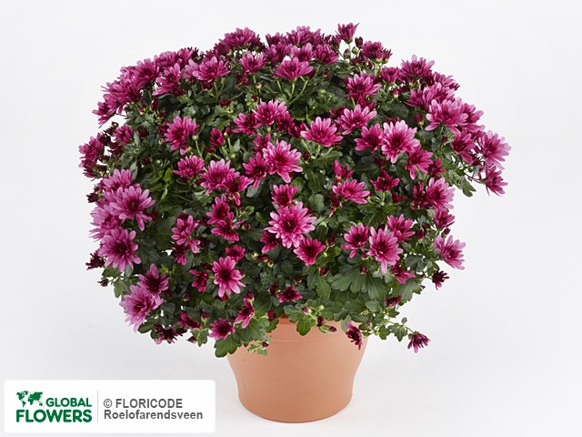 Хризантема индийская "Belgian Mums Aduro Violet"
