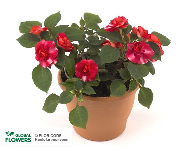 Фото вида Недотрога Уоллера "Heartbeat Bicolor Red".