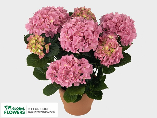 Photo Hydrangea macrophylla 'Adria' | Global Flowers