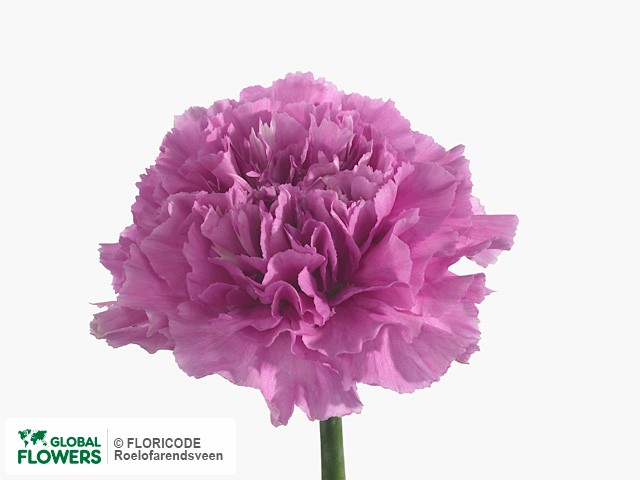 Photo Dianthus standaard 'Farida'.
