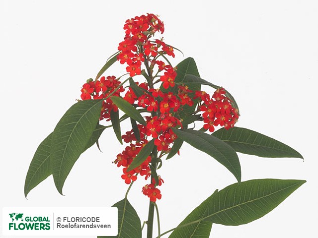 Photo Euphorbia fulgens vertakt Red Baron.
