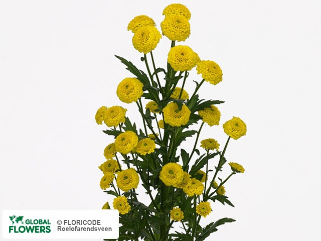 Photo Chrysanthemum (Indicum Grp) tros santini Allsmile.