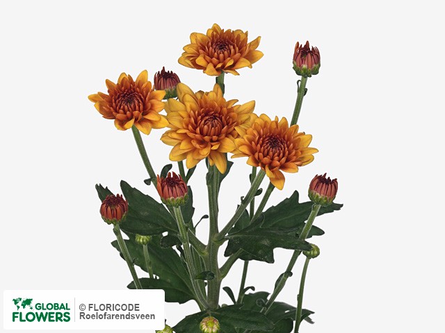 Photo Chrysanthemum (Indicum Grp) tros santini 'Deliflame'.