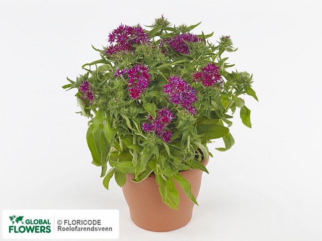 Фото вида Флокс Друммонда "Popstars Pop Purple".