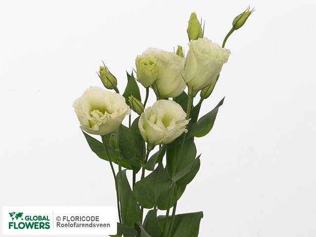 Photo Eustoma russellianum gevuldbloemig 'Bolero Green'.