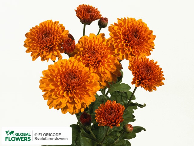 Photo Chrysanthemum (Indicum Grp) tros 'Wendy'.