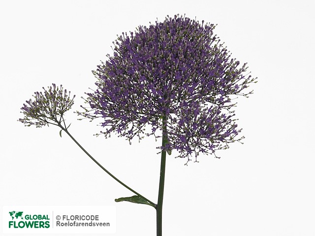Photo Trachelium caeruleum 'Corine Purple'.